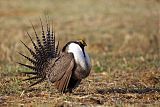 Gunnison Sage-Grouse